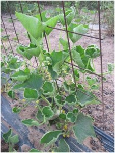 Cucumber vine with cupped leaves as a result of herbicide damage 