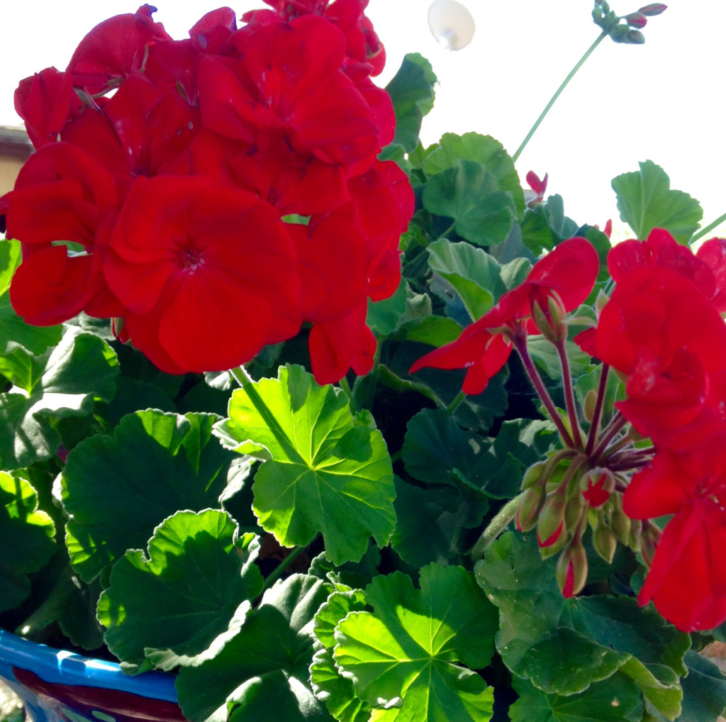 Plant Of The Month Zonal Geranium Sandoval Extension Master Gardeners