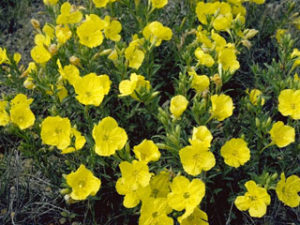 Calylophus hartwegii: Hartweg's Sundrops / Fendler's Sundrops