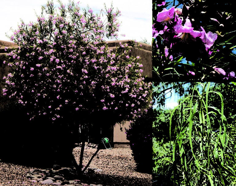 Desert Willow Chilopsis Linearis Sandoval County Master Gardeners 7371