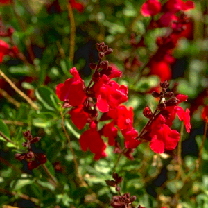 Autumn Sage 