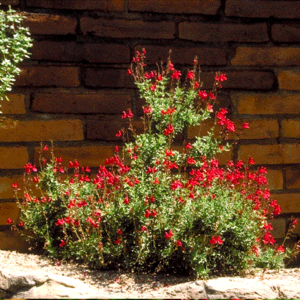 Autumn sage, Cherry sage --Salvia greggii