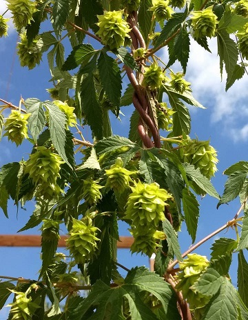 Growing Neomexicanus Wild Hop