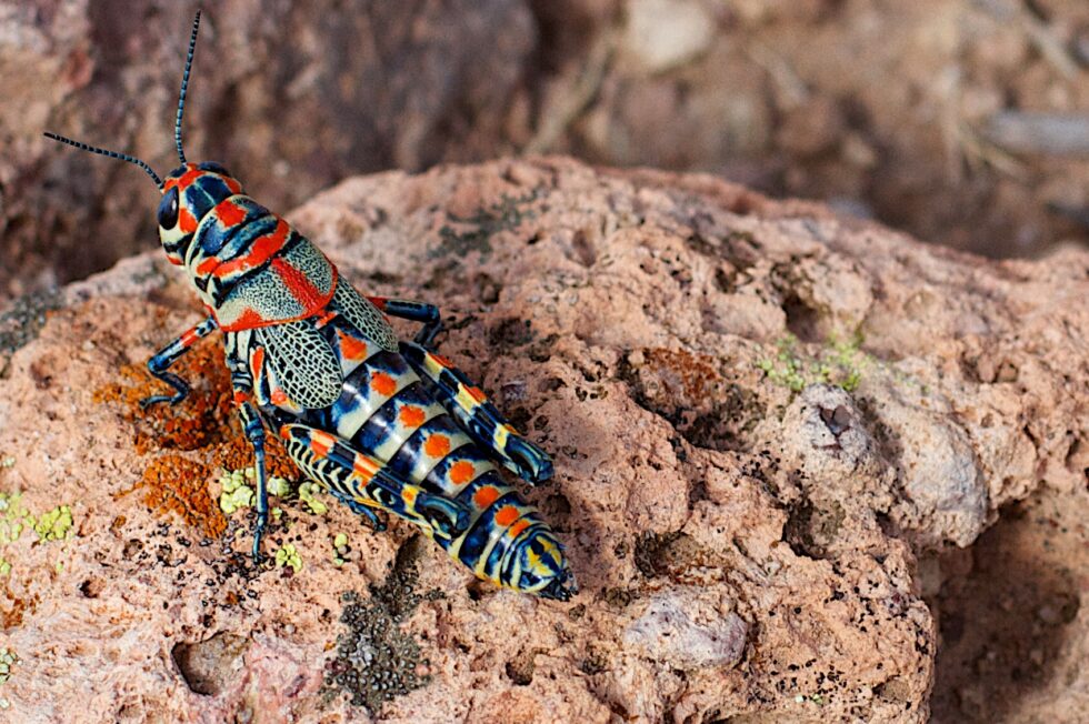 how-to-get-rid-of-grasshoppers-in-the-garden-gardening-channel