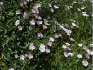 Field bindweed (Convolvulus arvensis)