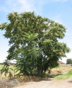 Tree of Heaven (Ailanthus altissima)