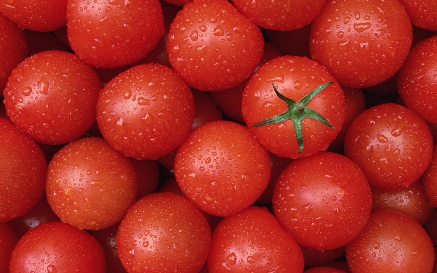 Grafting Tomatoes