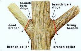 Why Not Use Pruning Sealer?