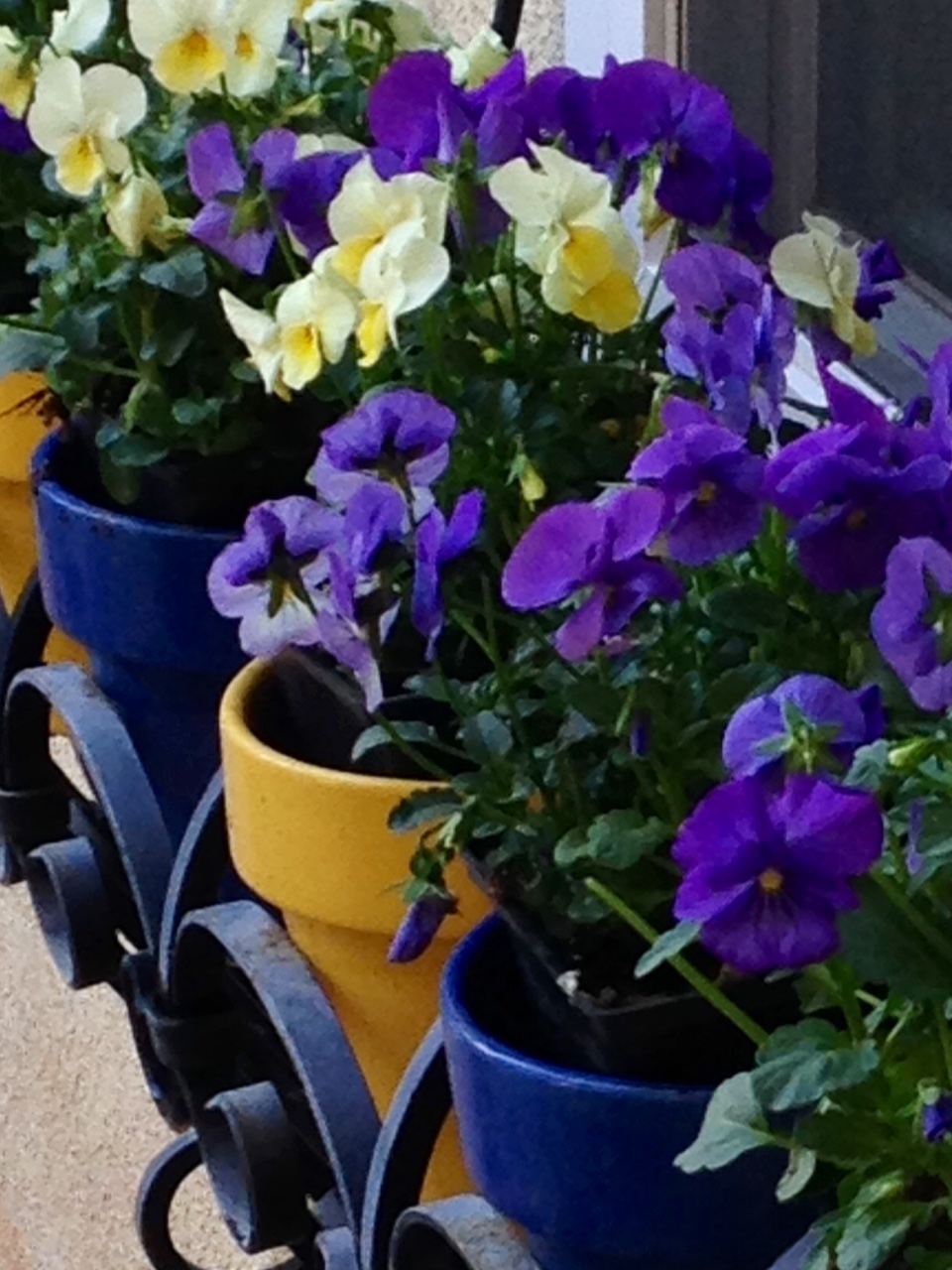 Pressed and Dried Edible Pansy Flowers Organic Grown Sustainably