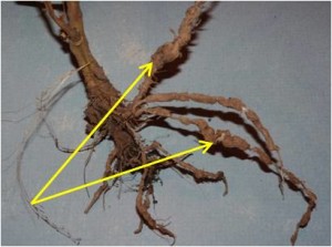 2013 - galls and knots on the tomato plant roots caused by root knot nematodes