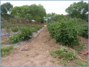 Tomato plants after the row cover was removed and the plants were weeded the first week of July. Note that the plants on the left (planted on black plastic mulch) are noticeably smaller than those on the right (planted on red plastic mulch).