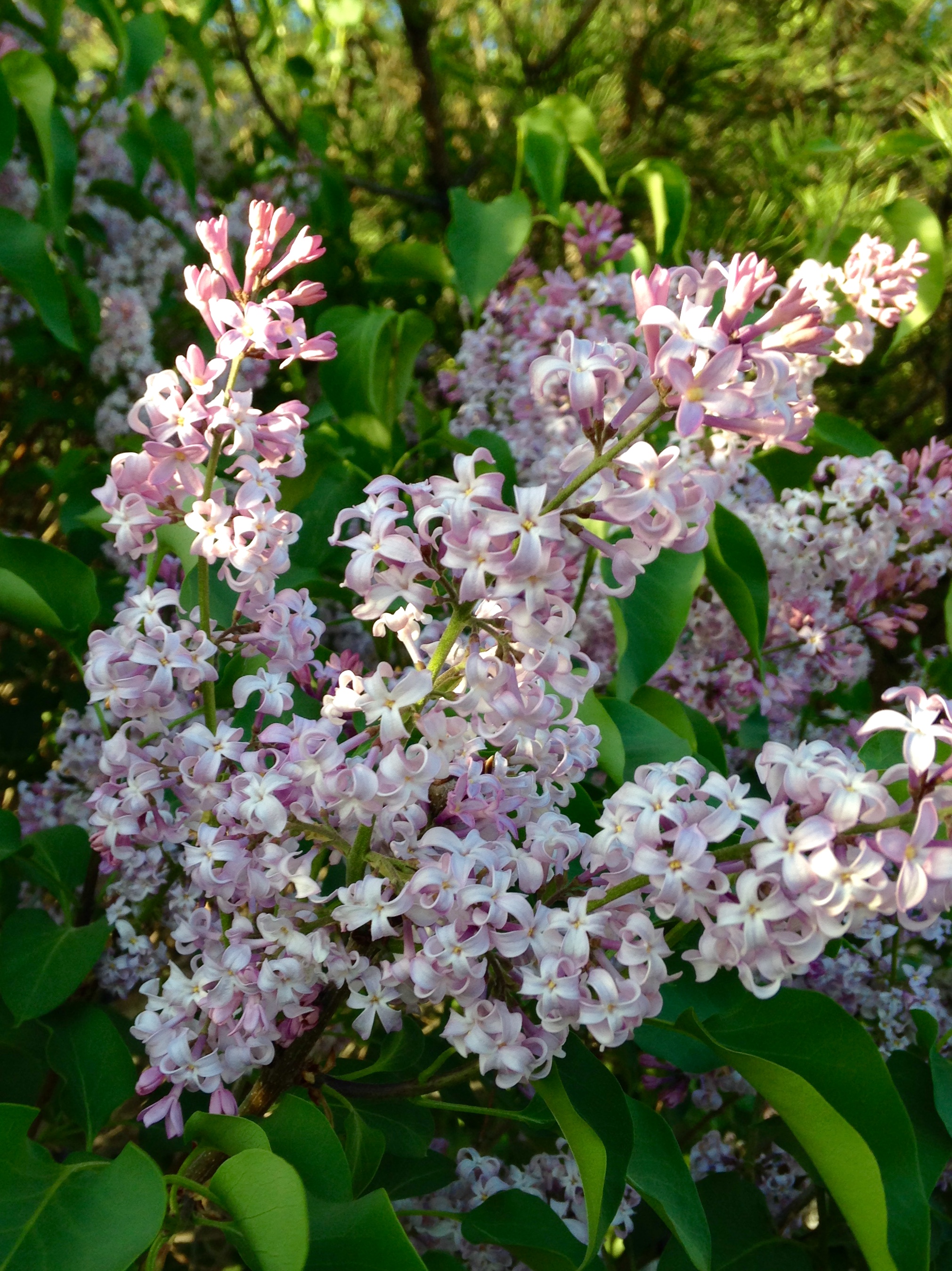 Plant of the Month: Common Lilac