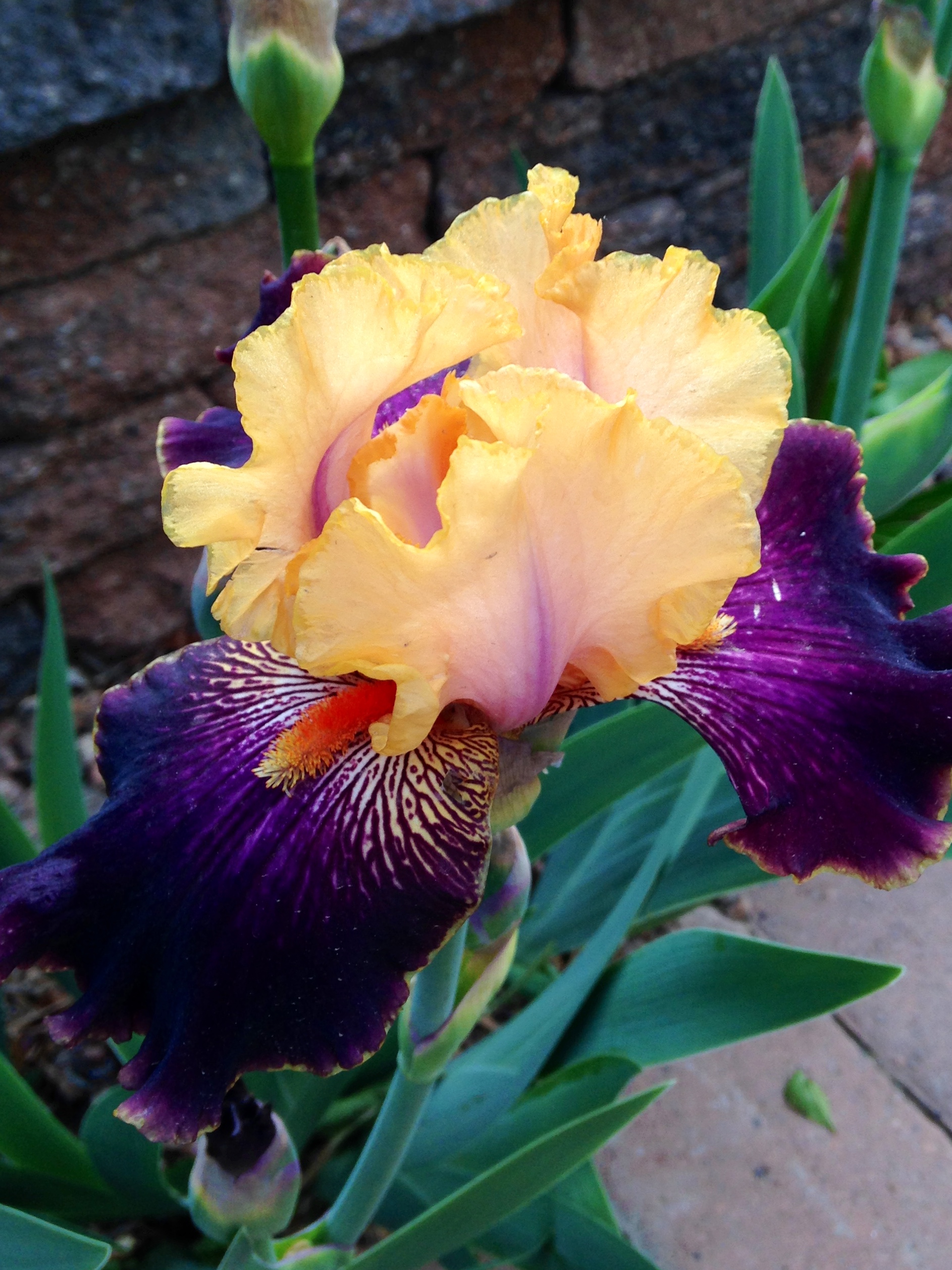 Bearded Iris