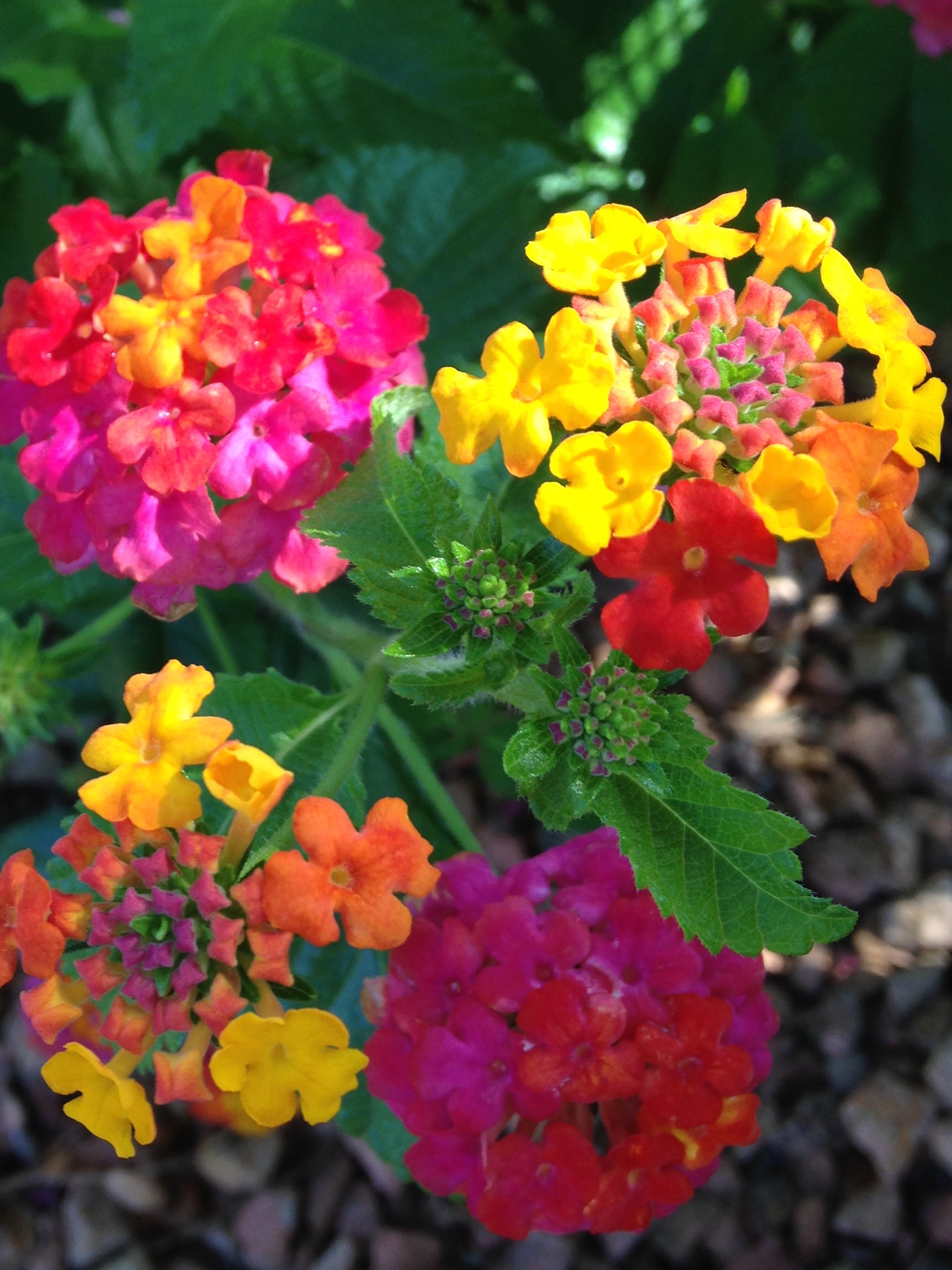 Plant of The Month: Lantana