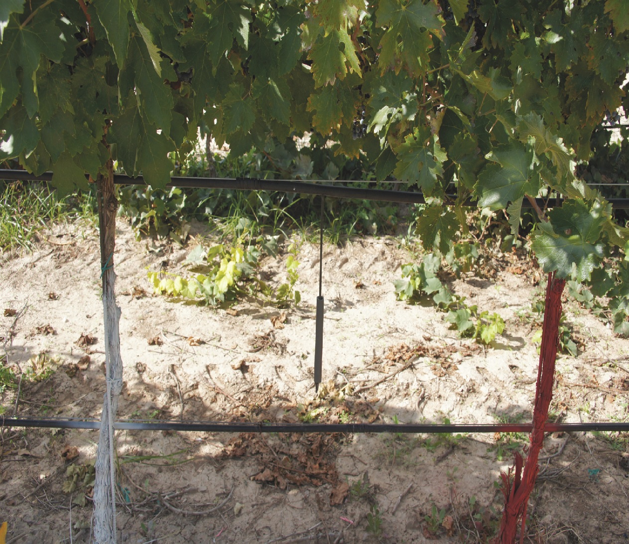 Propagation of Grape Vine Cuttings: A Practical Guide