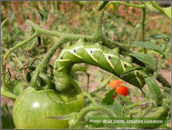 Tomato Hornworms are the Enemy