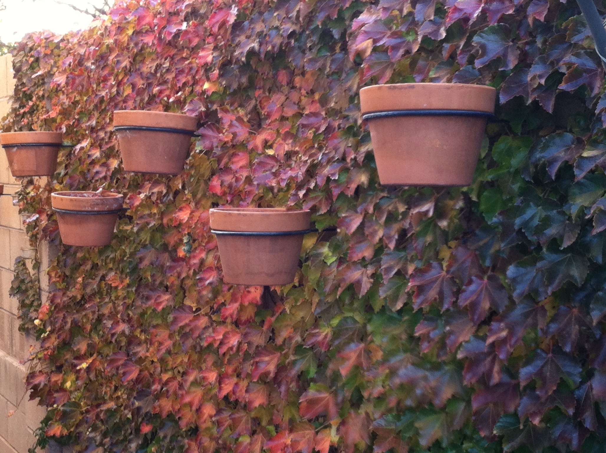 Plant of the Month: Boston Ivy