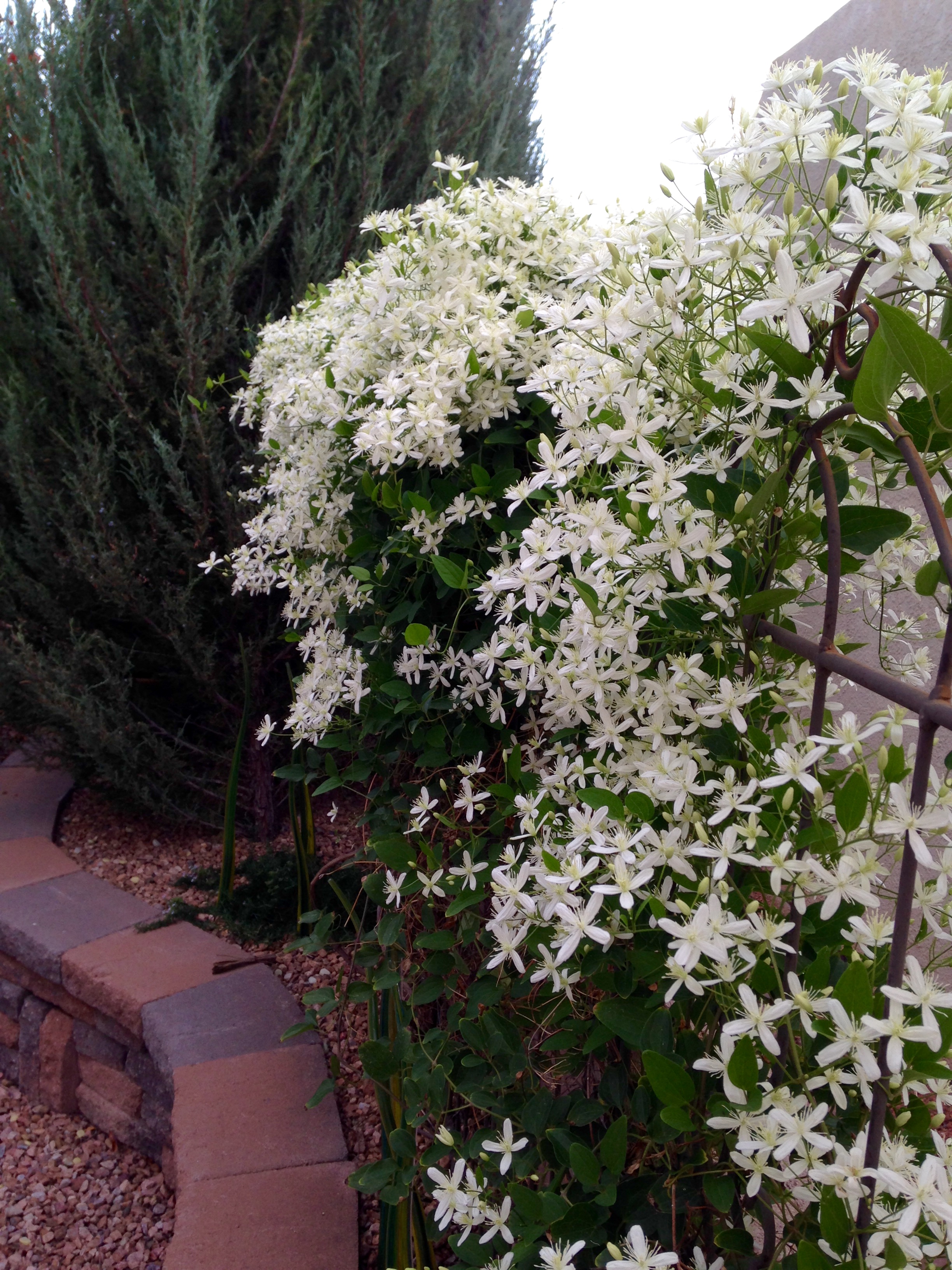 Plant of the Month: Sweet Autumn Clematis