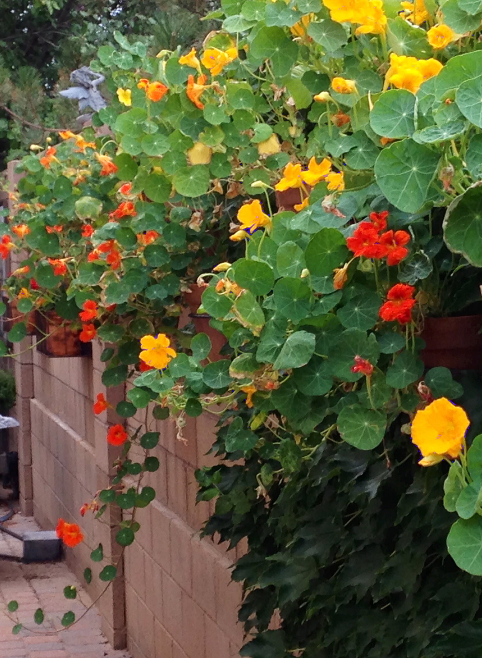 Plant of the Month – Nasturtium