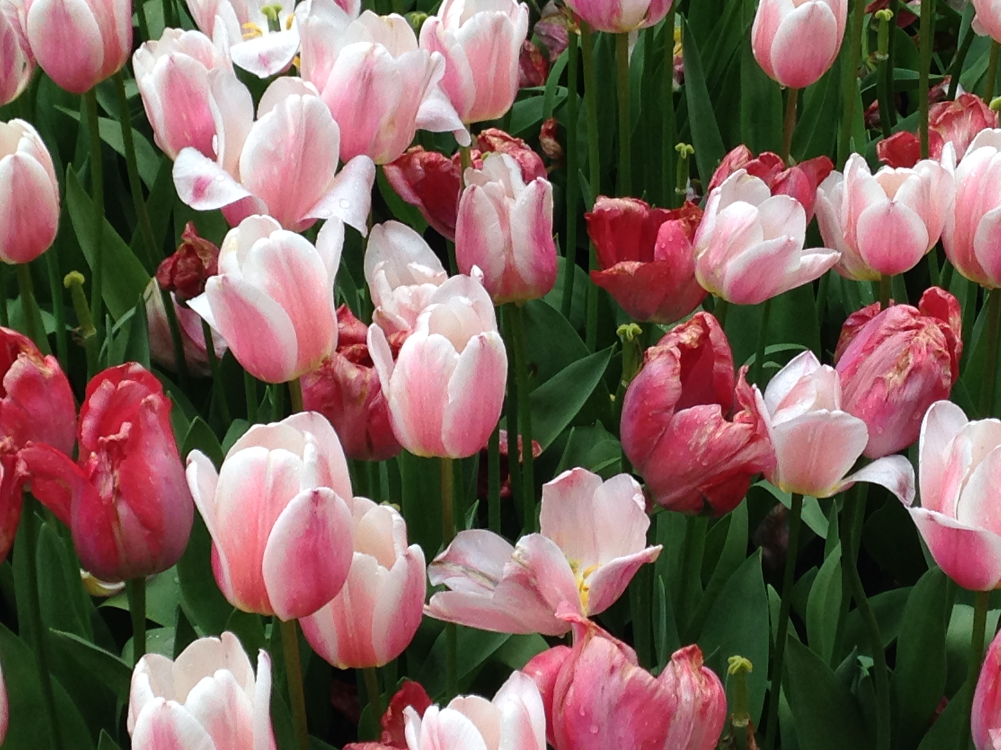 Plant of the Month – Tulips