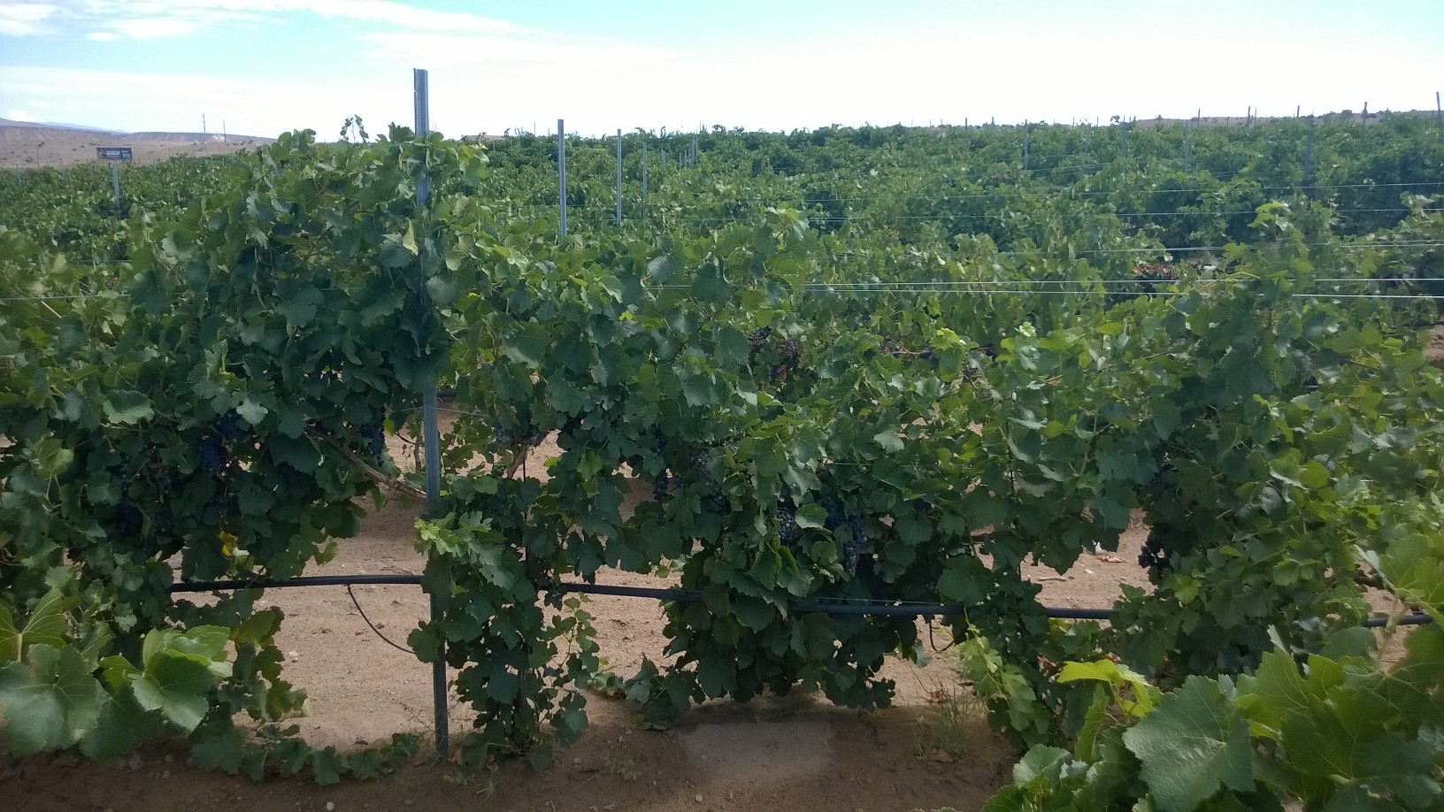 A Pinot Noir vineyard 