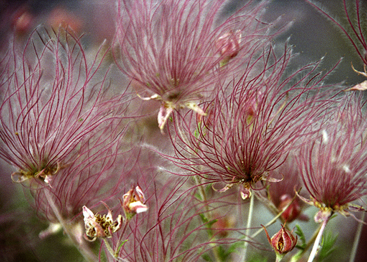 Plant of the Month- Apache Plume