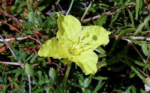 July Plant of the Month- Hartweg’s Sundrops