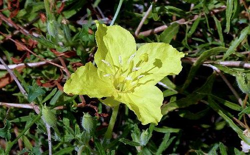 Calylophus hartwegii: Hartweg's Sundrops / Fendler's Sundrops