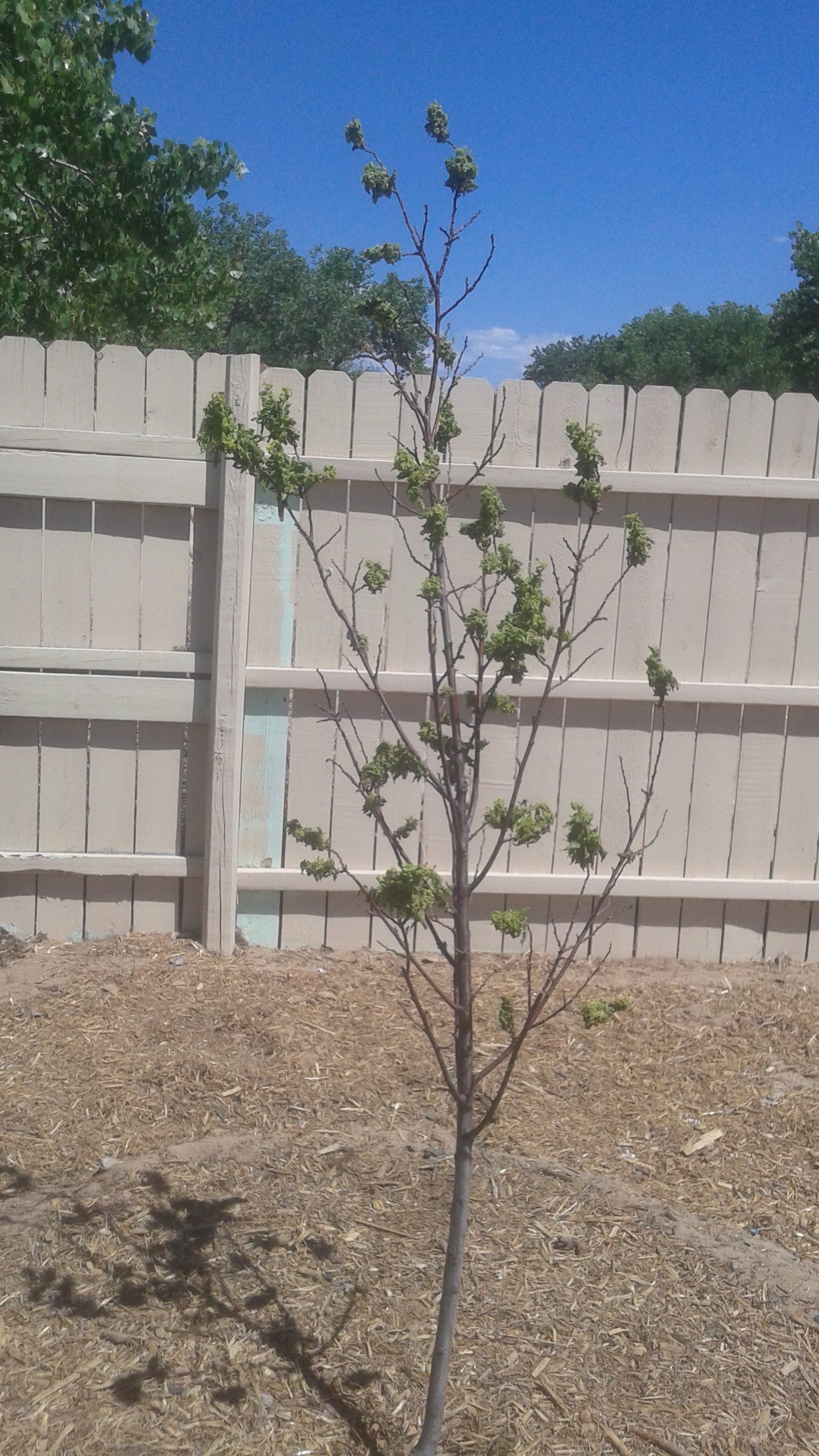 Plum tree with aphids