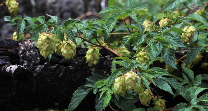 Humulus lupulus var. Neomexicanus