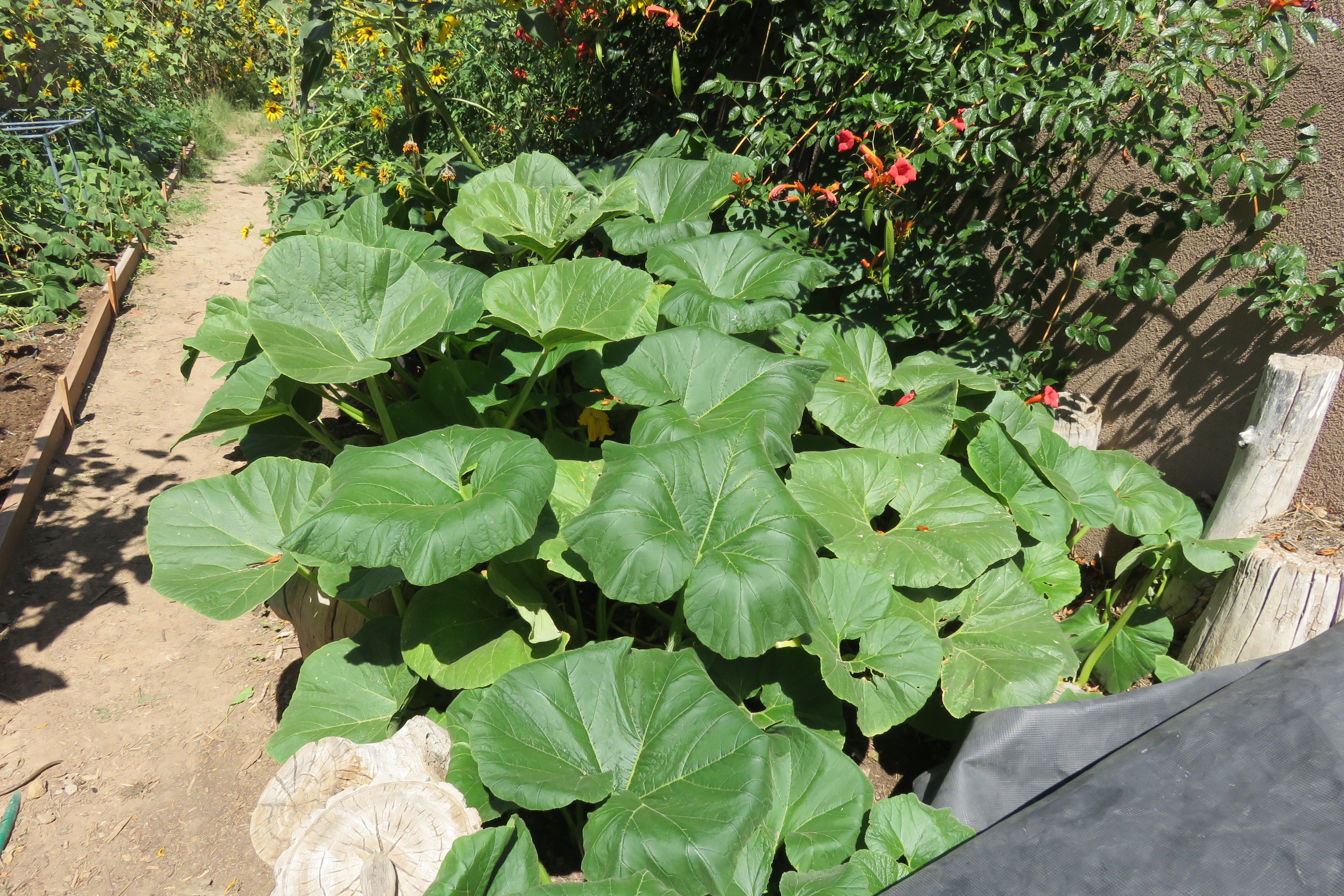 Pumpkins grown in compost