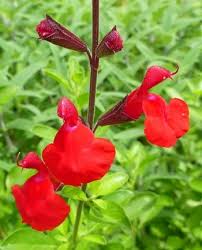 – Salvia Greggii Furman’s Red