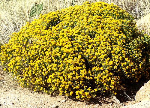 Ericameria laricifolia Turpentine bush
