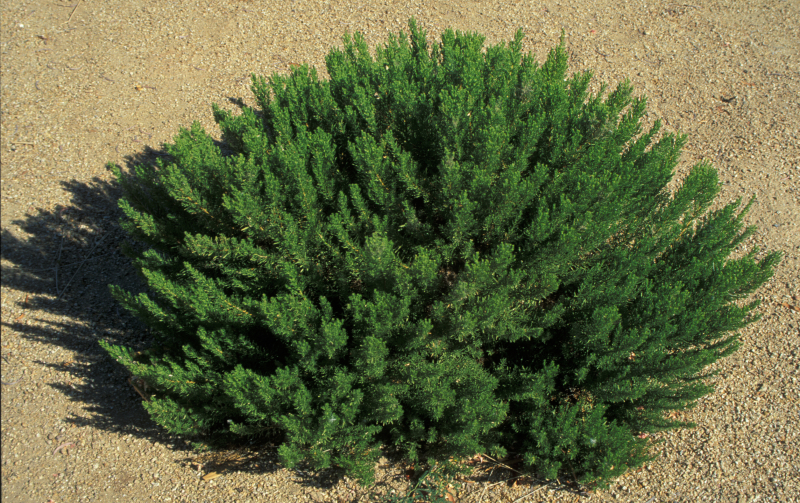 Ericameria laricifolia Turpentine bush - Sandoval Extension Master ...