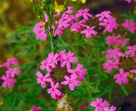 Desert verbena Glandularia spp.