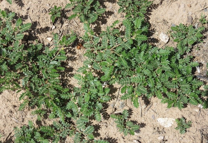 Puncture Vine A K A Goathead Tribulus Terrestris Sandoval