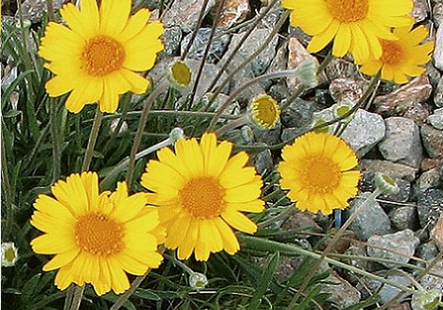 Angelita daisy Tetraneuris acaulis (Hymenoxys acaulis)