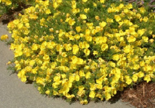 Baja evening primrose –Oenothera stubbei