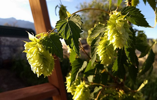 Growing Neomexicanus Wild Hop