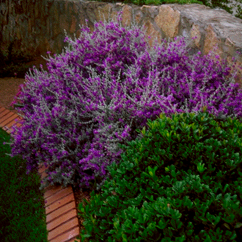 Southwest Plant of the Month – Big Bend Silverleaf