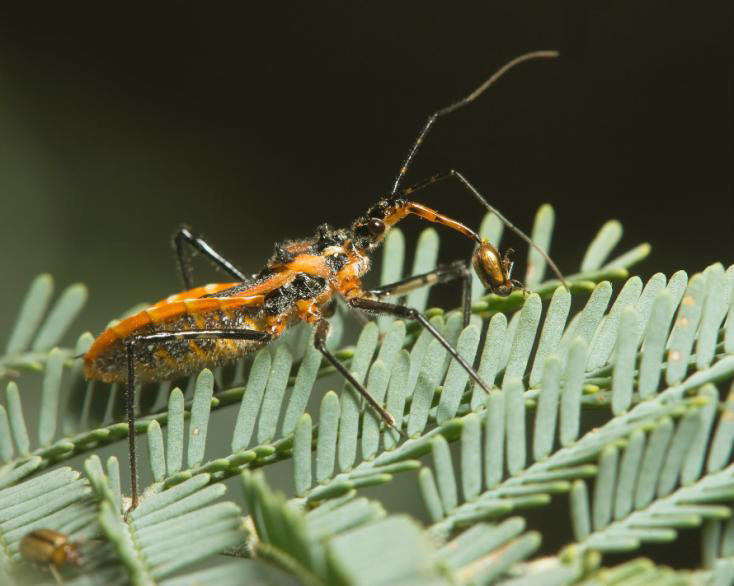 Beneficial of the Month – Assassin Bug