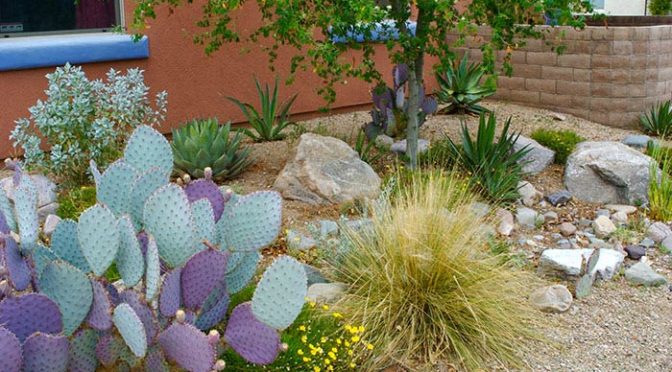 Gardening in the Desert – The key is managing evaporation! – Sandoval ...