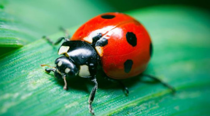 Beneficial of the Month – Ladybeetles/Ladybird beetles (Family ...