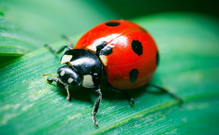 Beneficial of the Month – Ladybeetles/Ladybird beetles (Family Coccinellidae)