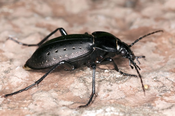 Beneficial of the Month – Ground Beetles – (Order: Coleoptera; Family: Carabidae)