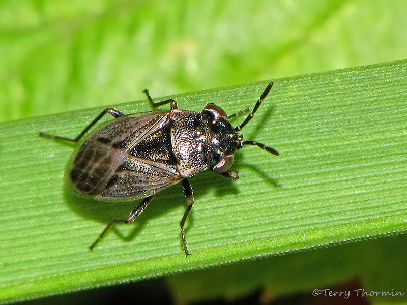 Beneficial of the Month – Big-eyed Bugs – (Order: Hemiptera; Family: Geocoris species)