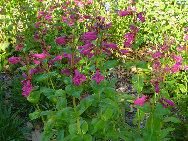Southwest Plant of the Month – Hill Country Penstemon – Penstemon triflorus