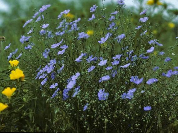 Southwest Plant of the Month – Blue Flax – Linum lewisii