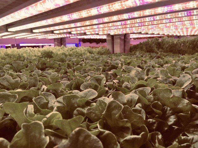 Vertical Farming