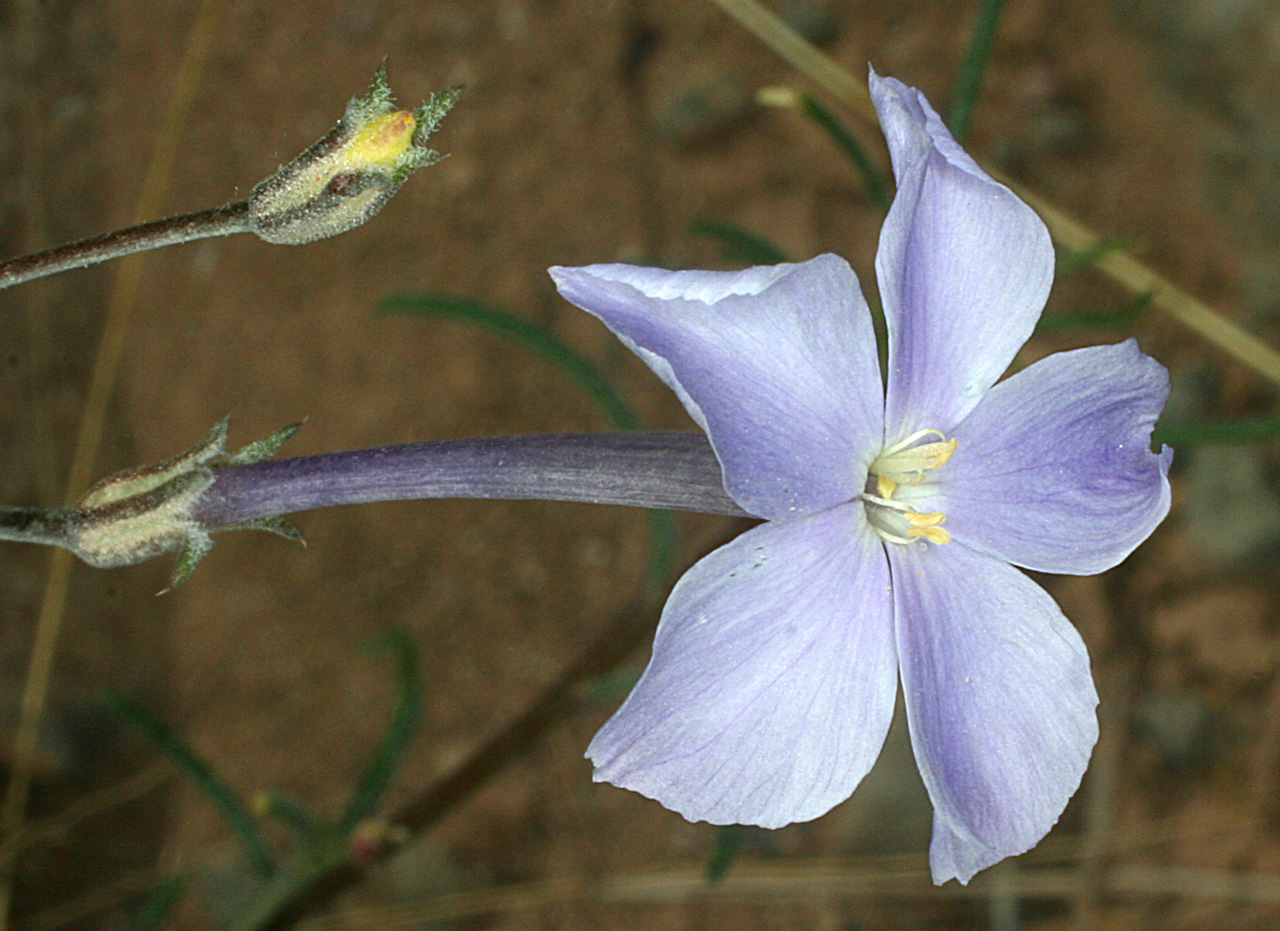 Southwest Plant of the Month – Blue Trumpets – Ipomopsis longiflora